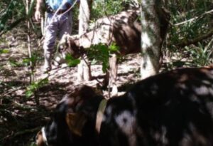 Lee más sobre el artículo Cuatreros robaron dos animales en la zona de Machagai y ahora son buscados por la Policía